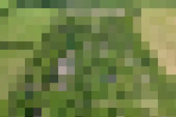 Sprakelingen 10 Wittelte thumbnail 5
