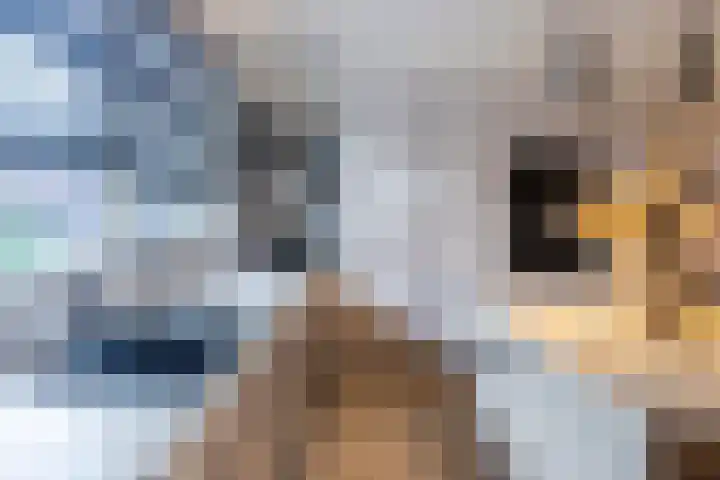 Sprang 4 Poeldijk thumbnail 11