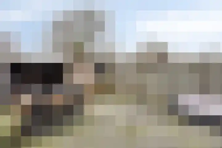 Spreeuwendonk 37 Veghel thumbnail 40