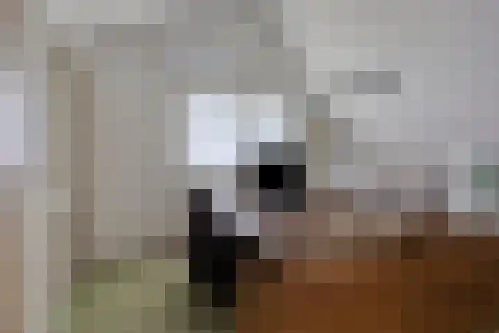 Spreeuwenhof 50 Varsseveld thumbnail 18