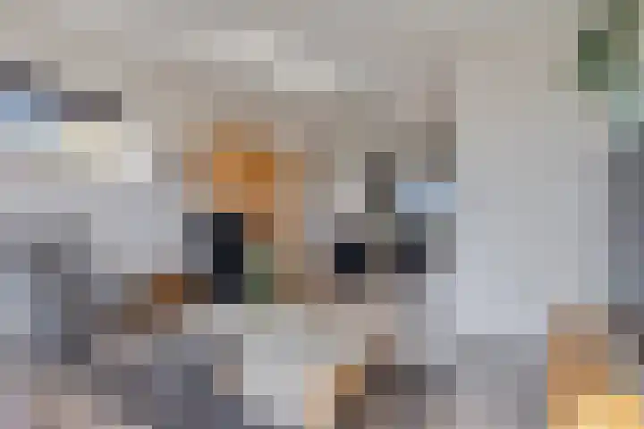 Sprencklaan 25 Middelburg thumbnail 5
