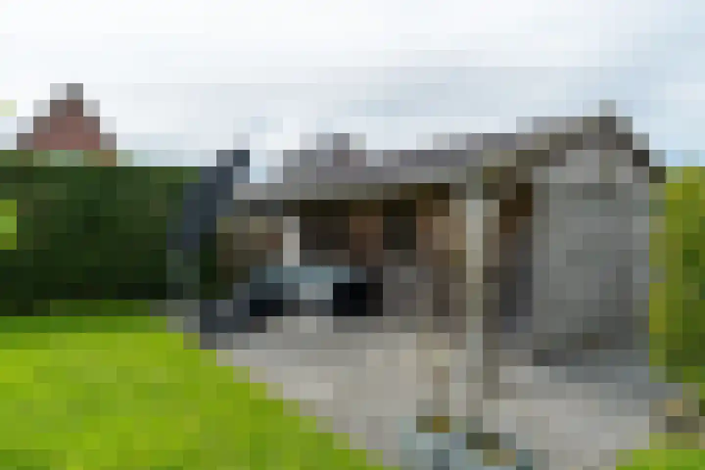 Spriens 13 Dokkum thumbnail 34