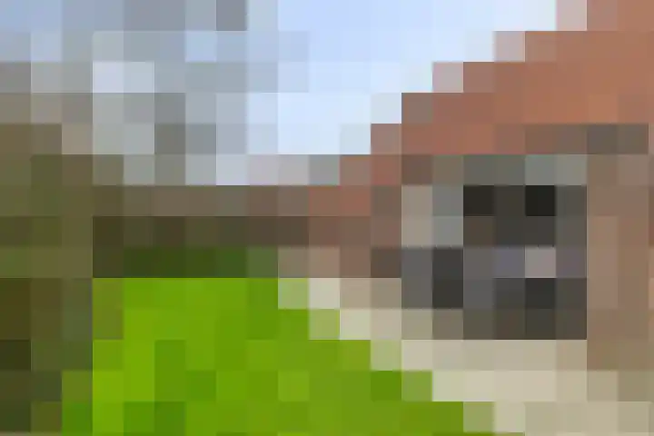 Springvloed 10 Zoutelande thumbnail 18