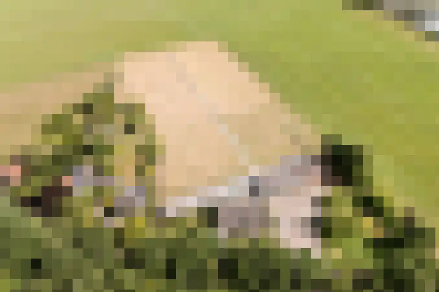 Sprundelsebaan 95 Breda thumbnail 33