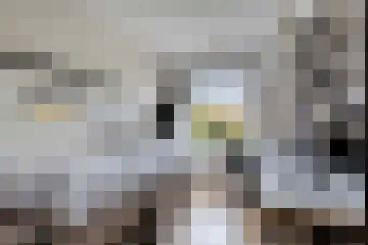 Spuislop 6 Brouwershaven thumbnail 34