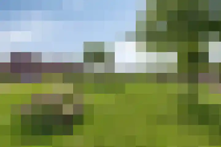 Spurrie 25 Beilen thumbnail 24