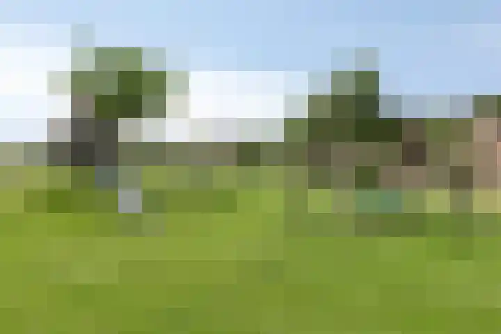Spurrie 25 Beilen thumbnail 25