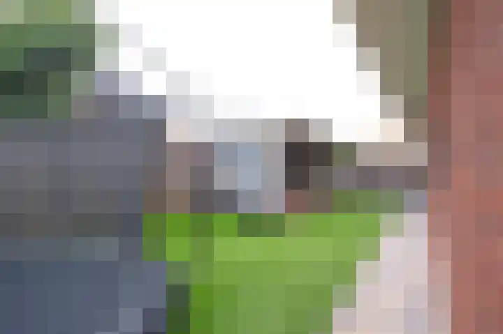 Spurrie 36 Beilen thumbnail 42
