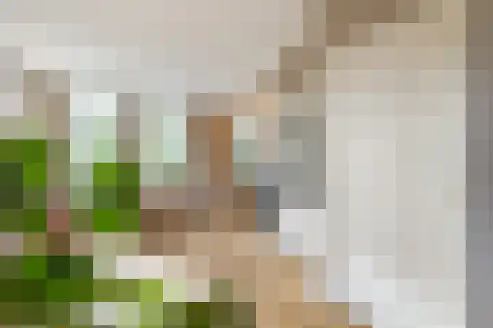 St Jansweg 9 Eindhoven thumbnail 8