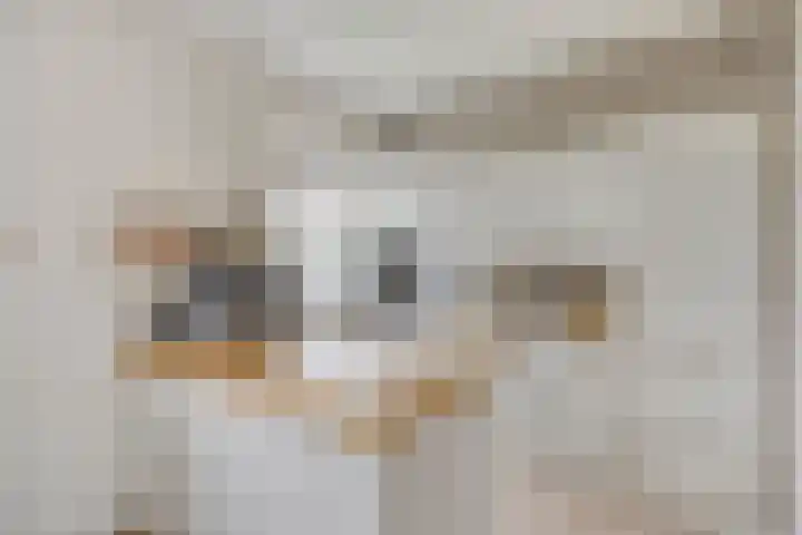 St. Nicolaïlaan 6 Arnhem thumbnail 12