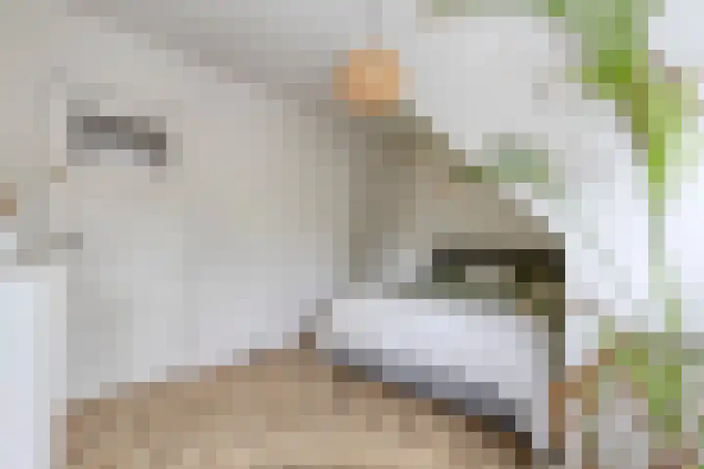 St Servaasweg 22 Eindhoven thumbnail 14