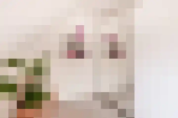 St Servaasweg 4 Eindhoven thumbnail 12