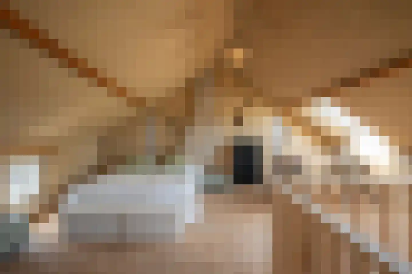 Staai 33 Grevenbicht thumbnail 24