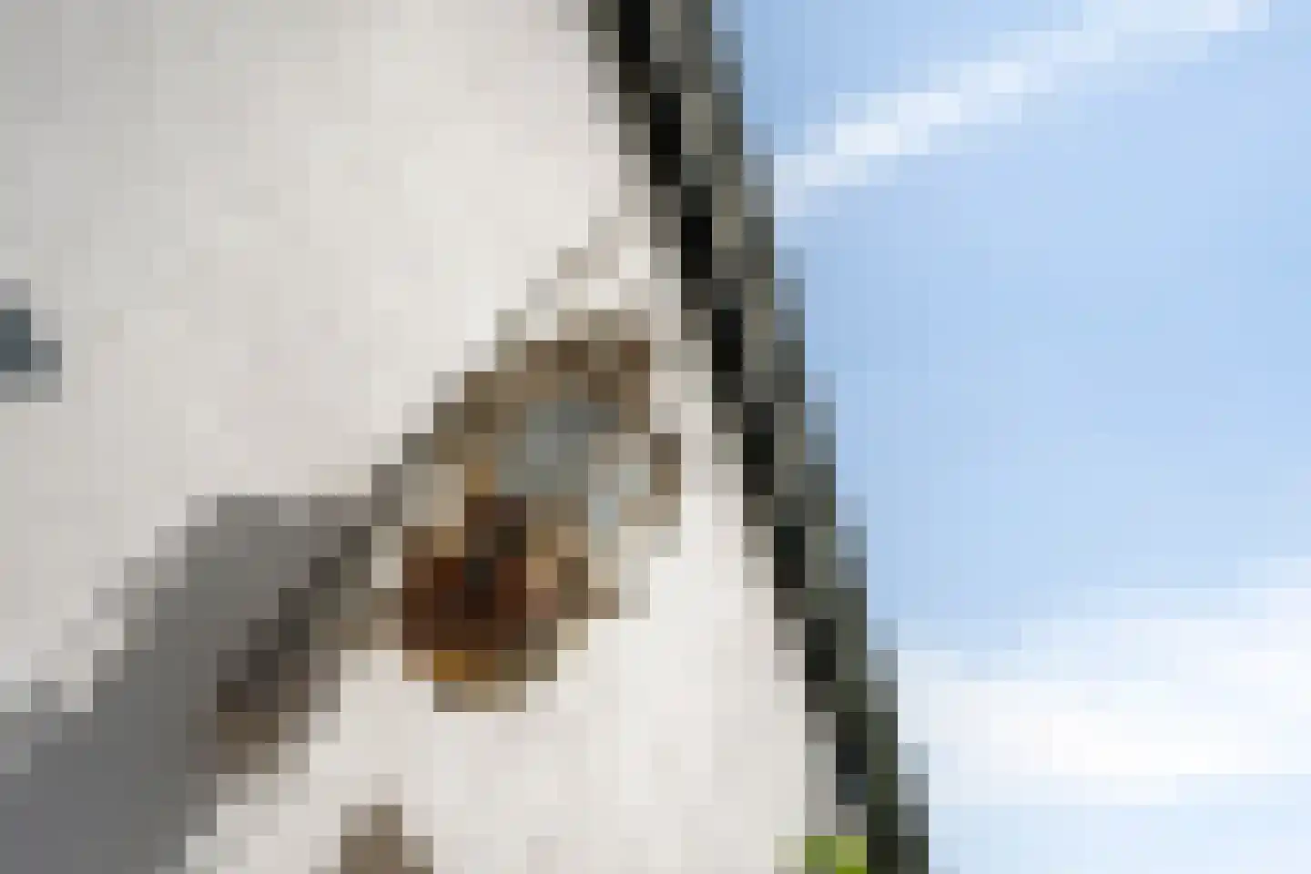 Staai 33 Grevenbicht thumbnail 54