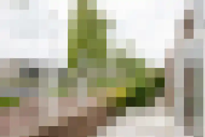 Staartmees 1 Uithoorn thumbnail 29