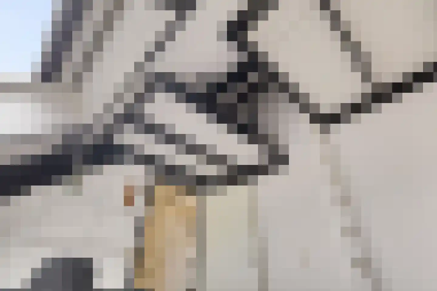 Staartmees 23 Emmen thumbnail 33