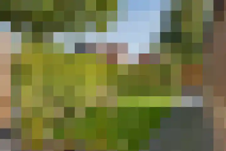 Staartmees 4 Emmen thumbnail 45