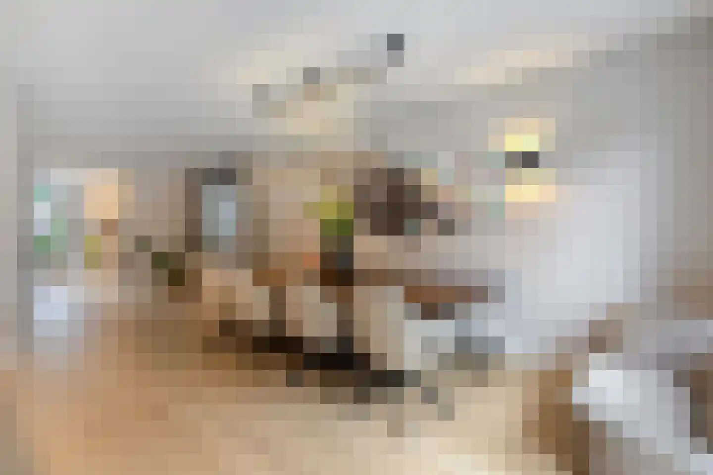 Staccatostraat 11 Rosmalen thumbnail 4