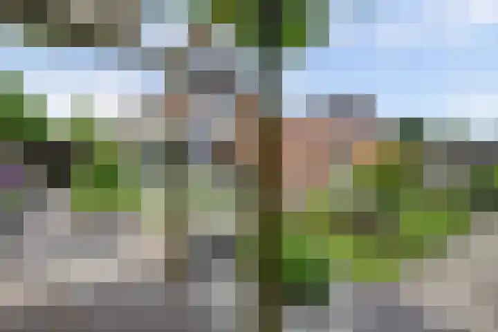 Stadhoudershoef 2 Hank thumbnail 49