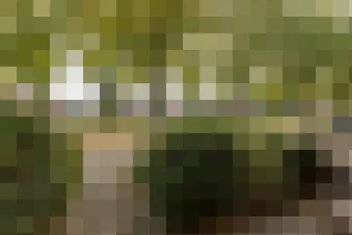 Stadsstreng 8 Bolsward thumbnail 41