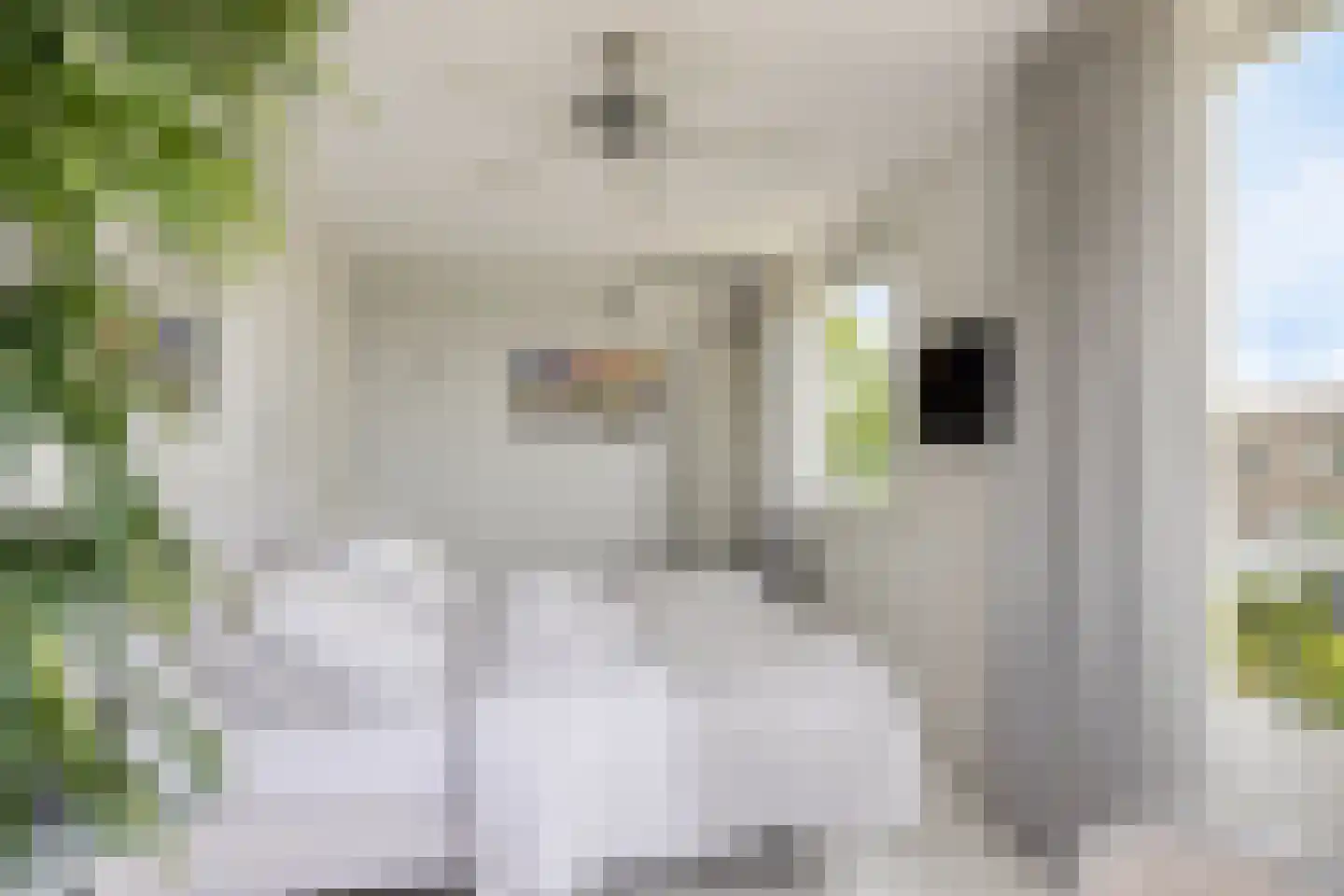 Stagfok 8 Capelle aan den IJssel thumbnail 42