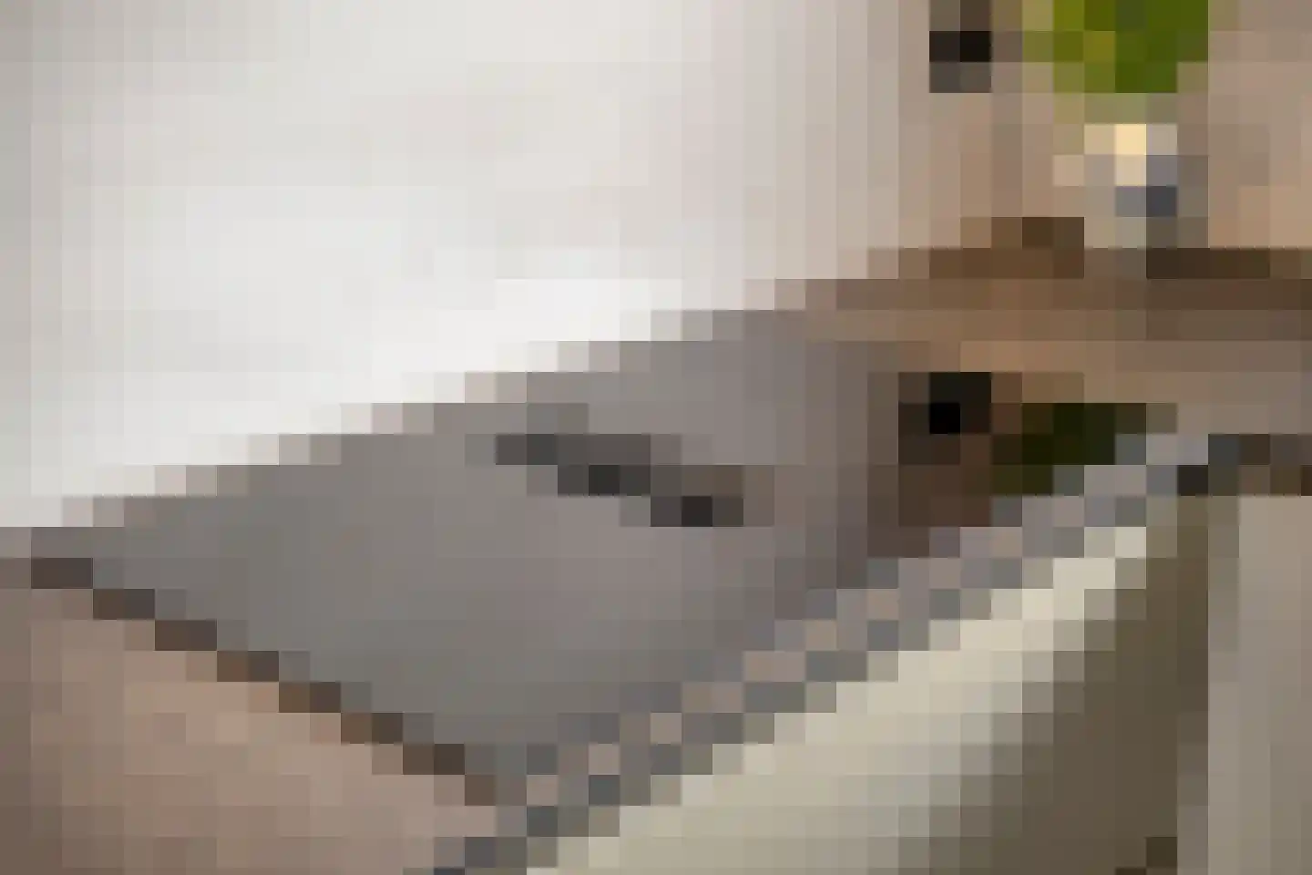Stakenborg 34 Oss thumbnail 11