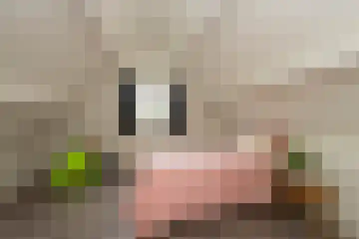 Standaard 13 Hilvarenbeek thumbnail 35
