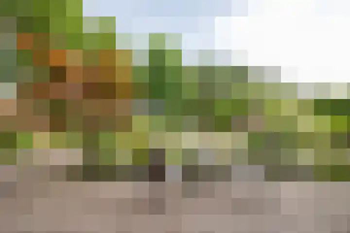Standaardmolen 1 Alphen aan den Rijn foto 2