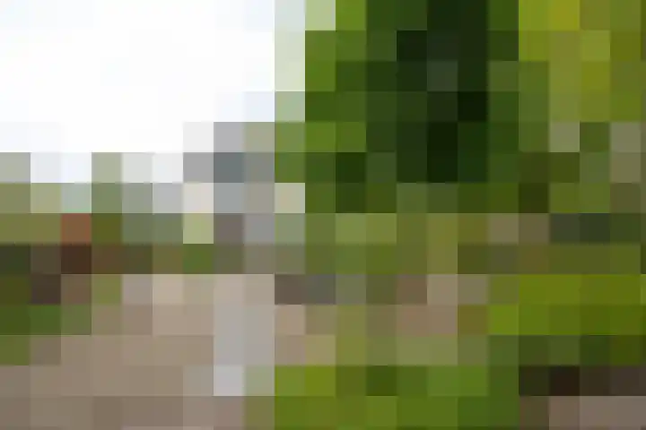 Standaardmolen 1 Alphen aan den Rijn thumbnail 32