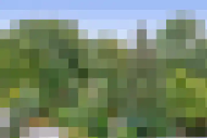 Standaardmolen 52 Capelle aan den IJssel thumbnail 45