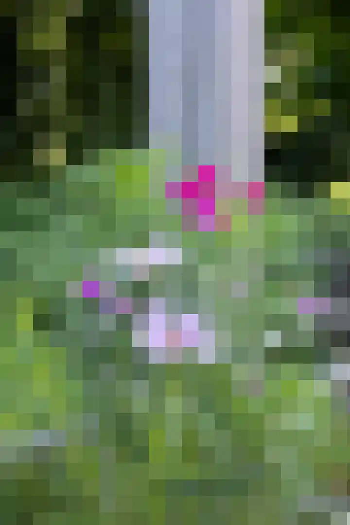 Standerdlaan 19 Heiloo thumbnail 65