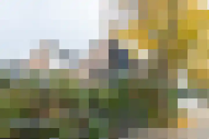 Standerdmolen 18 Papendrecht thumbnail 50