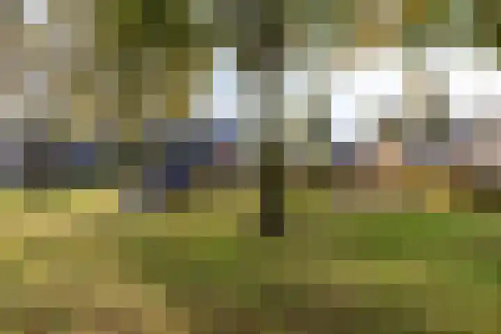 Standerdmolen 19 Gemert thumbnail 37