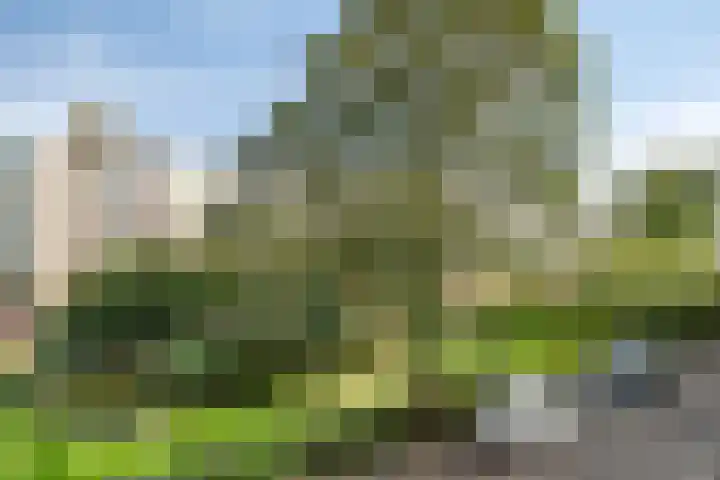 Standerdmolen 27 Gemert thumbnail 16
