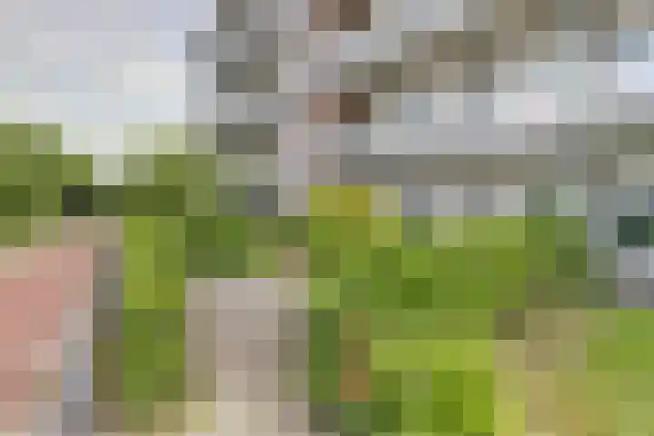 Standerdmolen 8 a 003 Houten thumbnail 30
