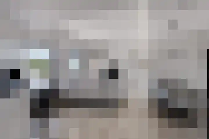 Standerdmolen 8 a 101 Houten thumbnail 5