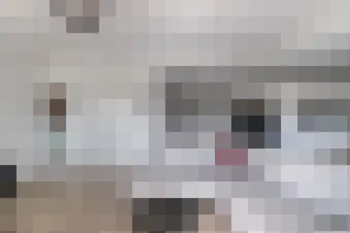 Standerdmolen 8 a 101 Houten thumbnail 9