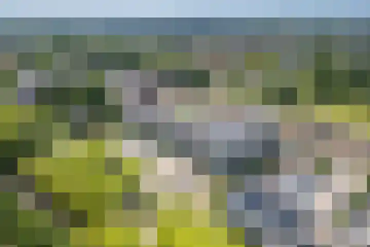 Standerdmolen 8 a 208 Houten thumbnail 39