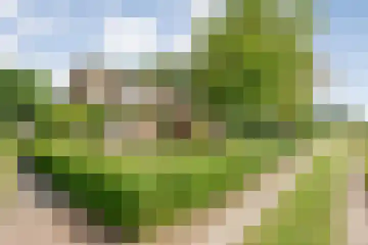 Stapelerveldweg 6 de Wijk thumbnail 10