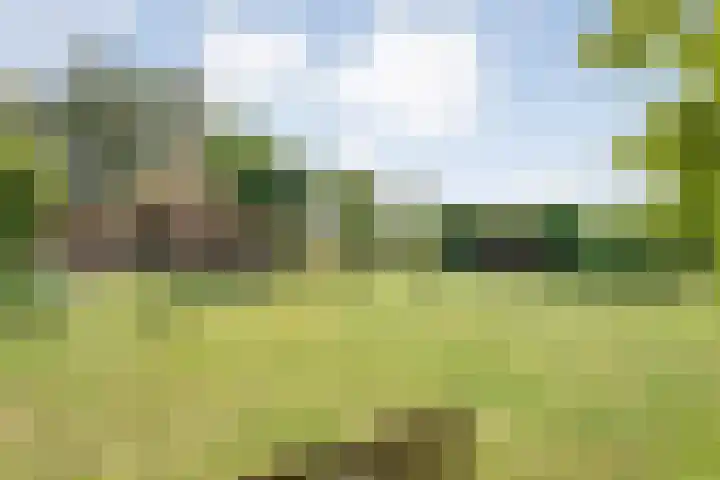 Stapelerveldweg 6 de Wijk thumbnail 44