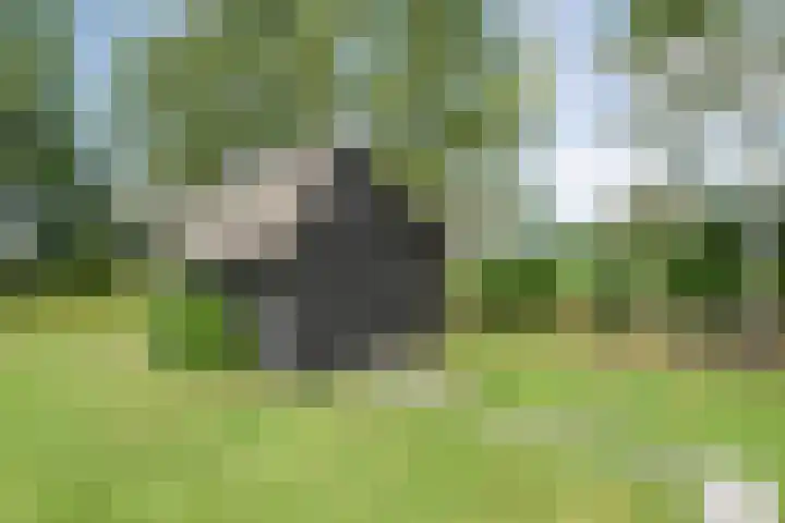 Stapelerveldweg 6 de Wijk thumbnail 59