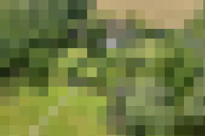 Stapelerveldweg 6 de Wijk thumbnail 62