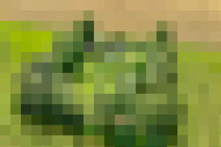 Stapelerveldweg 6 de Wijk thumbnail 63