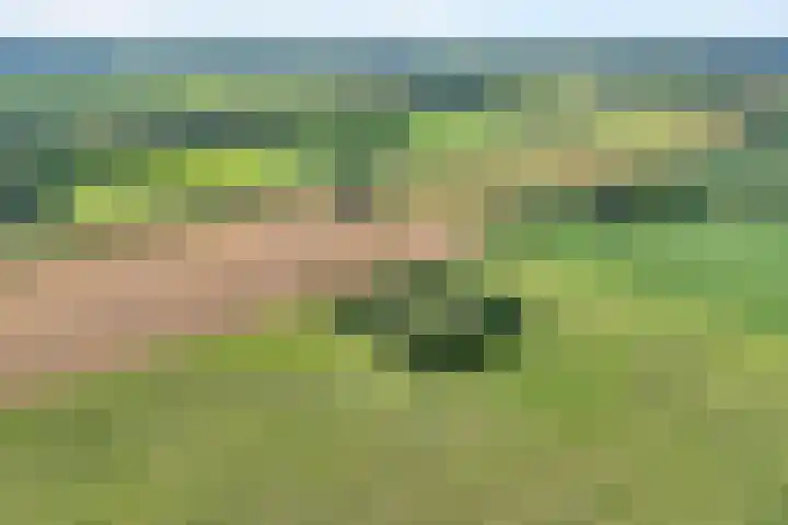 Stapelerveldweg 6 de Wijk thumbnail 66