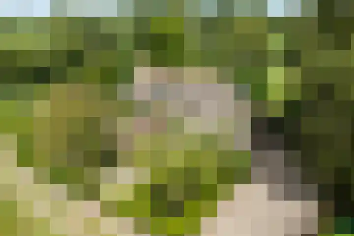 Stapelerveldweg 6 de Wijk thumbnail 7