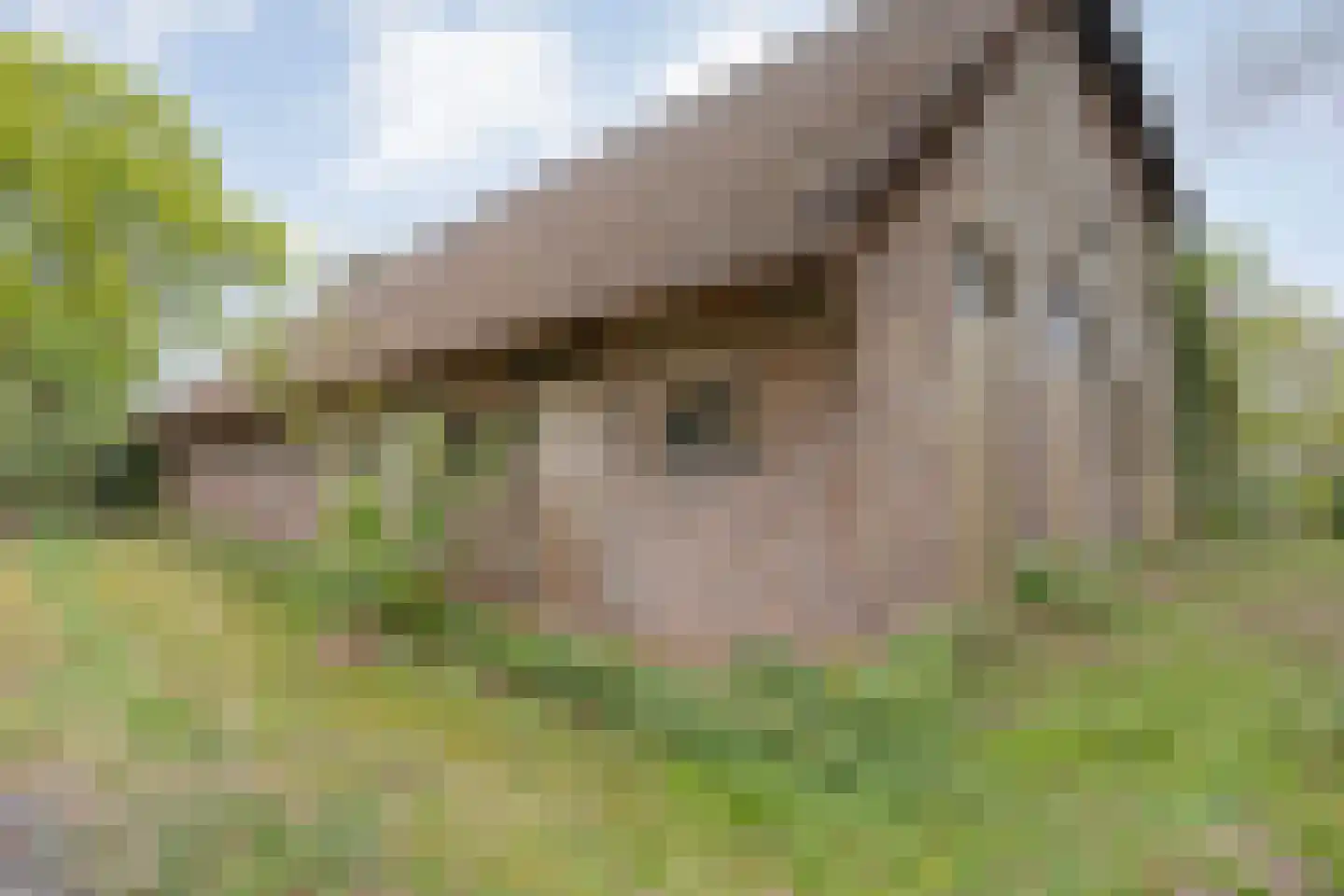 Stapelerweg 8 de Wijk thumbnail 67