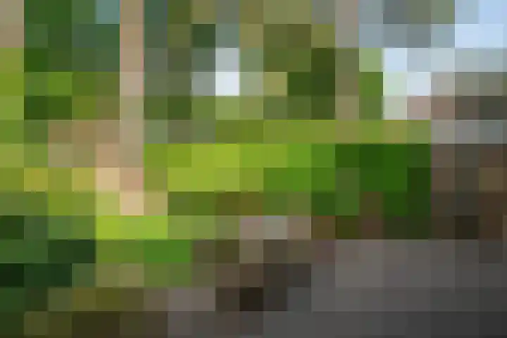 Staringstraat 11 Son en Breugel thumbnail 39