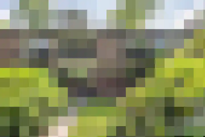 Staringstraat 11 Son en Breugel thumbnail 5