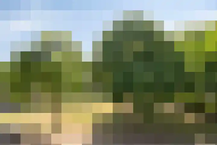 Staringstraat 183 Oss thumbnail 29