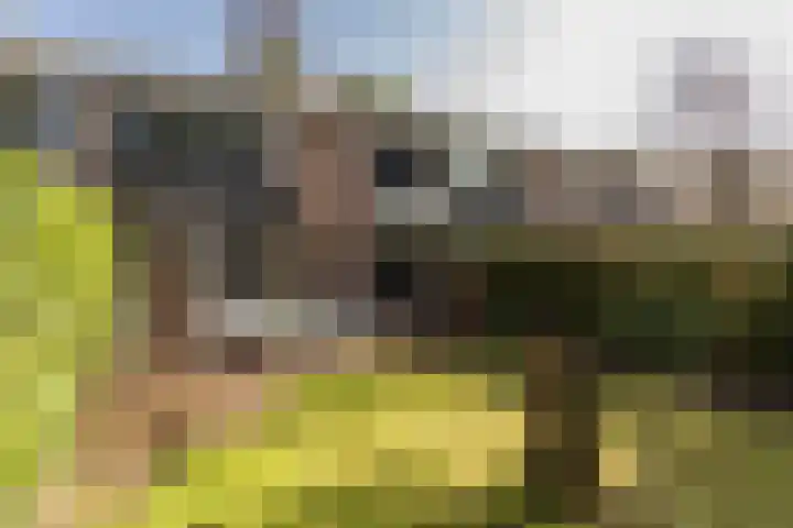 Staringstraat 5 Son en Breugel thumbnail 47